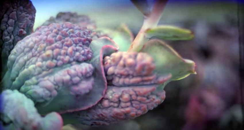 CharlElie: Méchante Envie